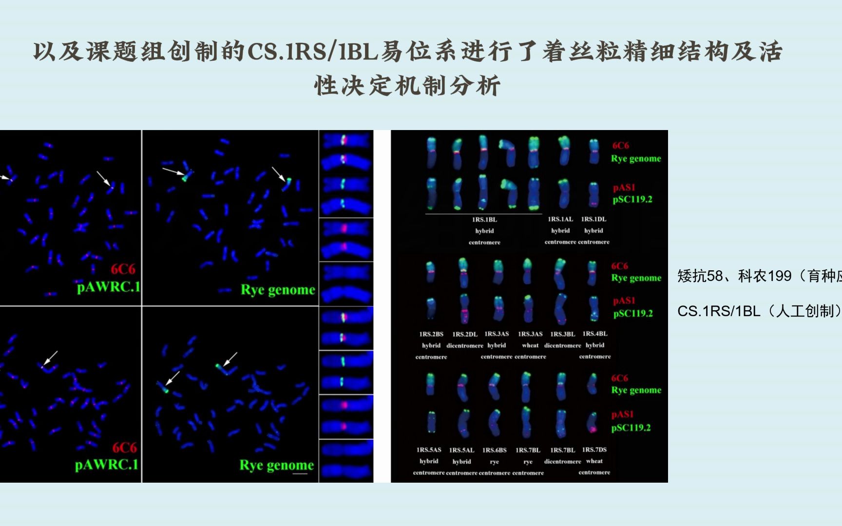 1bl易位系着丝粒的精细结构及融合着丝粒的活性决定机制