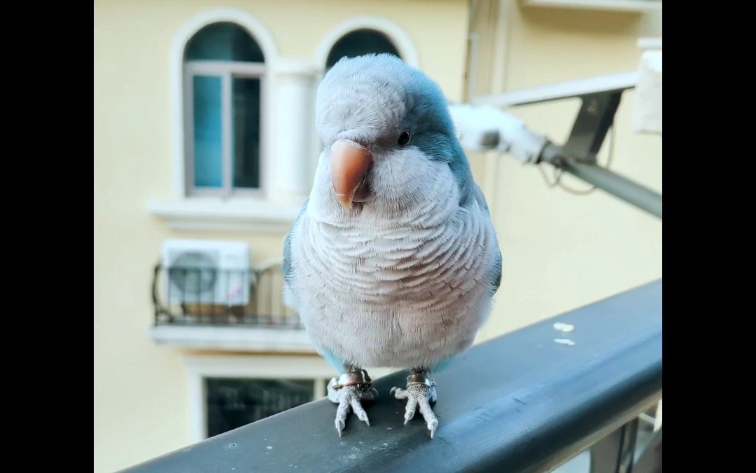 和尚鹦鹉这种温馨的相处羡慕吗苹果要吃小粒才行我太难了