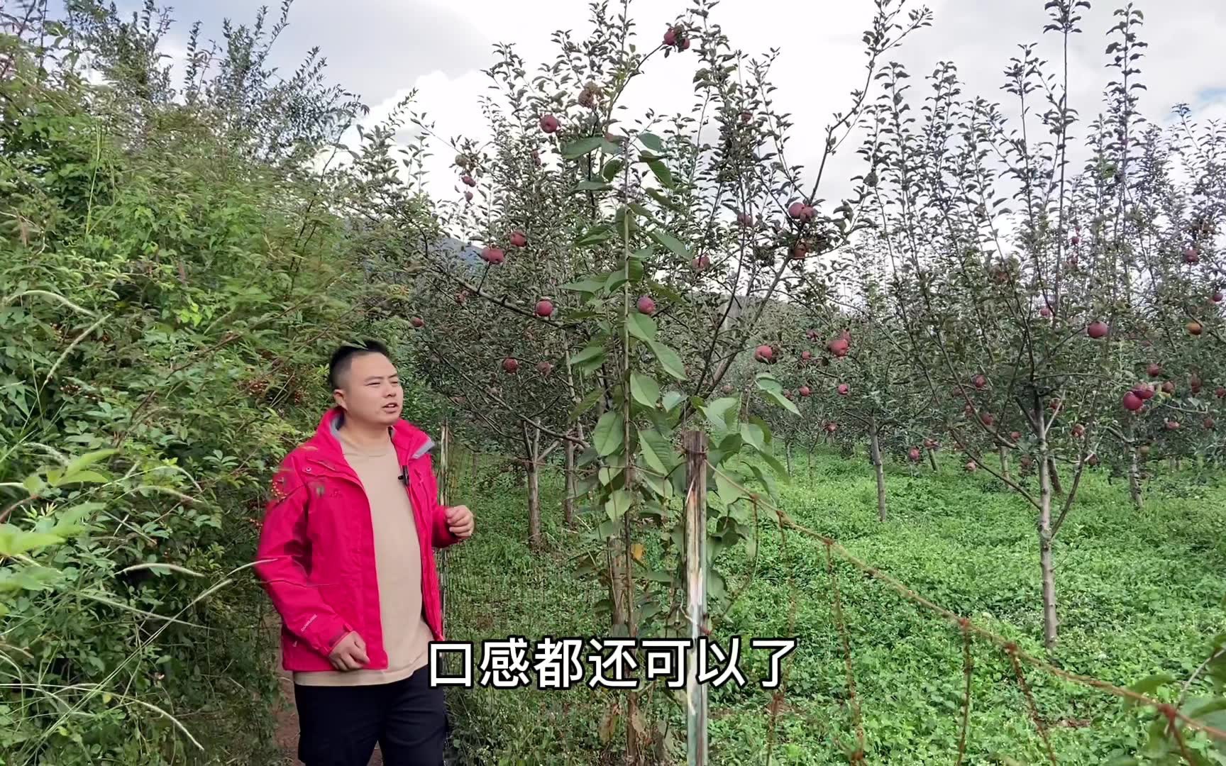 [图]还没种几年的苹果树，都已经结了不少苹果，等几年老板就可以赚钱