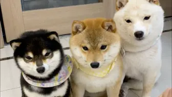 用胶带测试狗狗的智商
