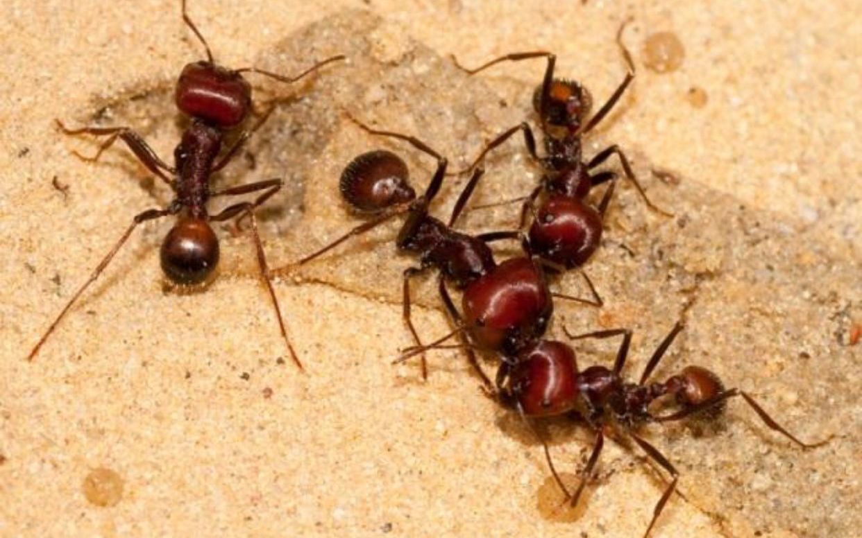 肯尼亚收获蚁的日常二