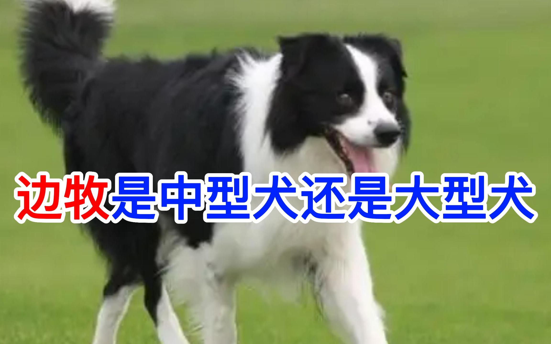 边牧是中型犬还是大型犬哔哩哔哩bilibili