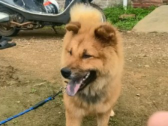 【中华田园犬】大哥的崽崽.