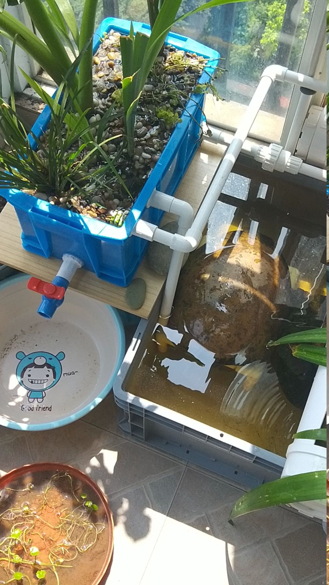 沼泽过滤植物水道养龟