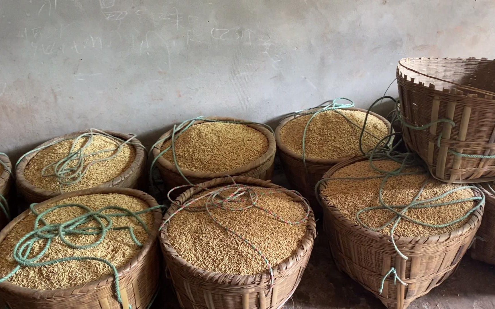 粮食又涨价了,四川农村大叔买500斤新谷子,看看花了多少钱?