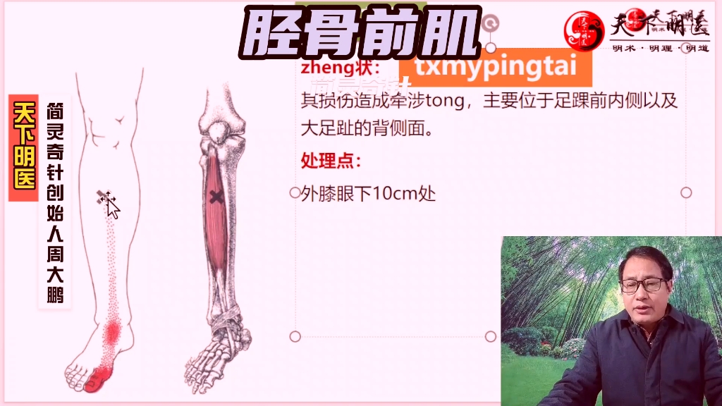 胫骨前肌——踝关节痛,大脚趾痛!