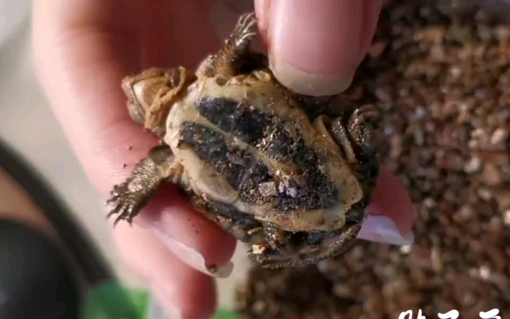 小青龟丹丹出壳两周,可以准备下水啦!