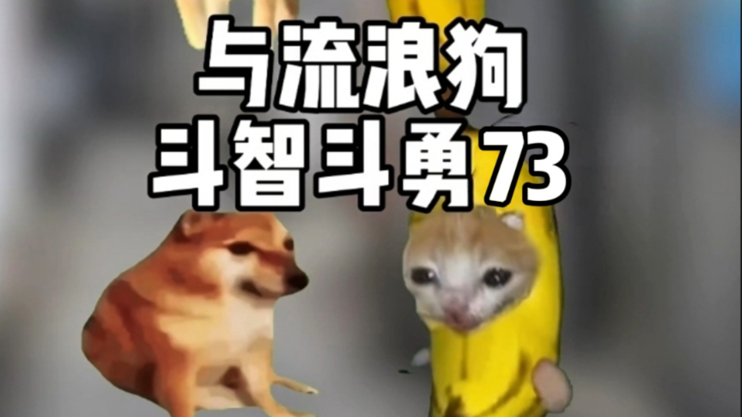 小时候遇到哑炮(与流浪狗斗智斗勇73)-蛋子的猫meme-蛋子的猫meme-哔哩哔哩视频