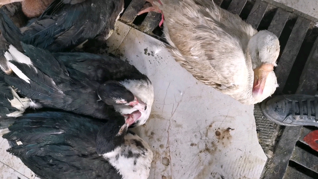 淮鸭个头大肉多,湖南常德厨子拿啤酒烧一锅,味道舒服够吃一家人