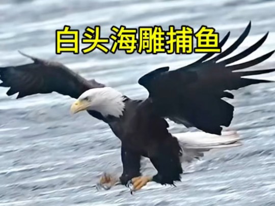 白头海雕捕鱼技术竟如此精准,甚至对鱼的新鲜度还有一定追求!