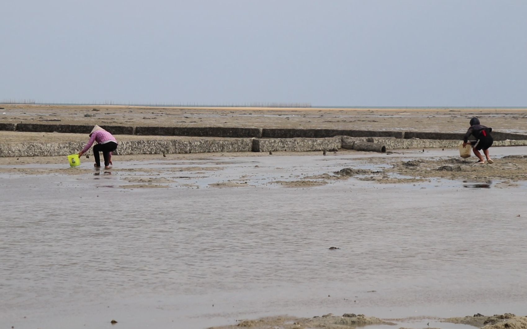 阿旺赶海遇到沙蟹群,实在太泛滥,旁边挖螺的阿姨都忍不住跑来抓
