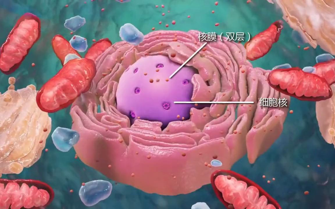 [图]【生物动画】细胞核的结构和功能