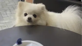 妈妈说团子是小时候的我