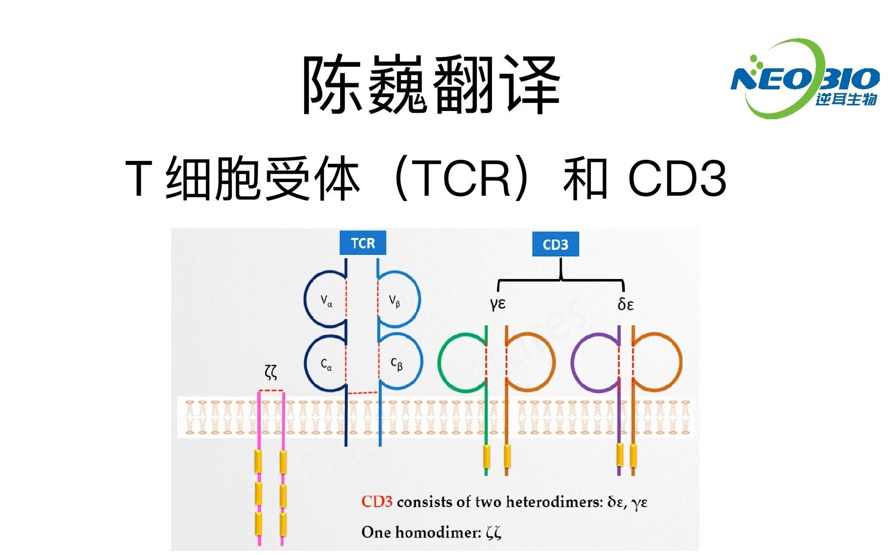 【陈巍翻译】t 细胞受体(tcr)和 cd3