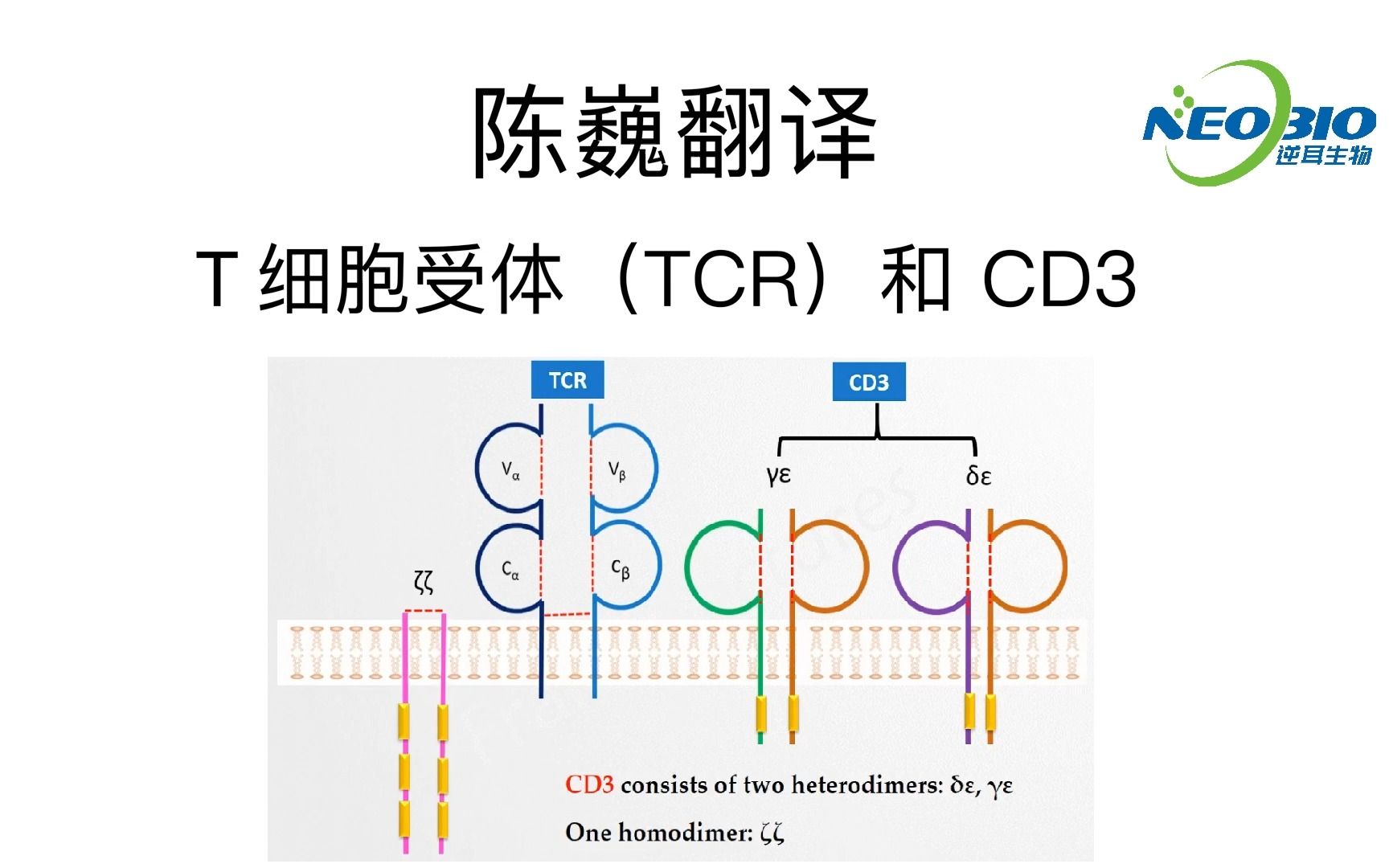 tcrsl1和sl2图片