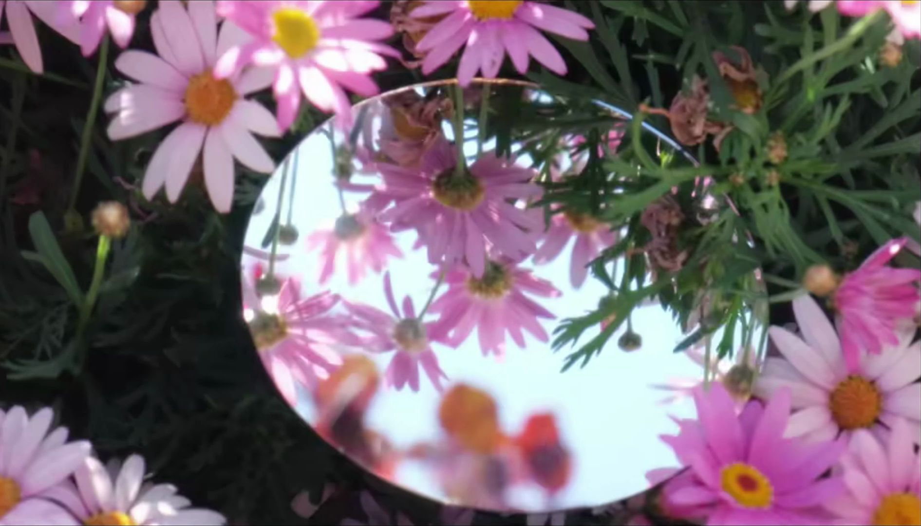 "我的生命是一万次的春和景明"