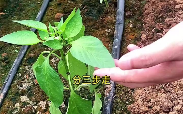 【三农知识】蔬菜萎蔫,找原因不求人哔哩哔哩bilibili