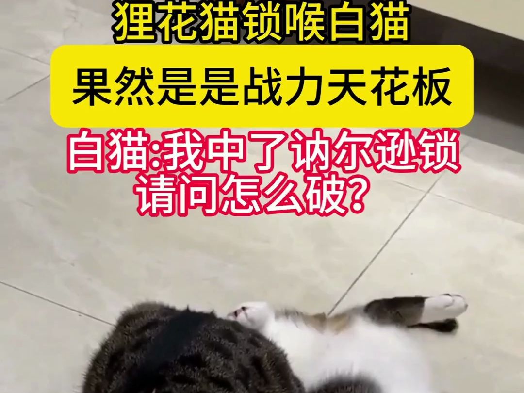 狸花猫锁喉白猫,果然是战力天花板哔哩哔哩bilibili