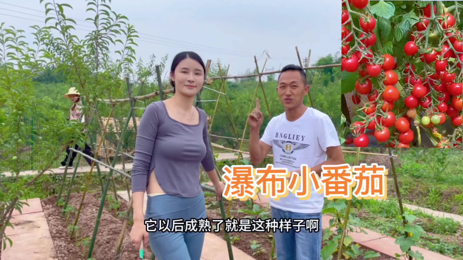 管子哥和柚子一起种了柚子喜欢吃的瀑布小番茄!哔哩哔哩bilibili