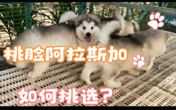 想养阿拉斯加犬?它有这几个缺点,别被蒙在鼓里了!哔哩哔哩bilibili