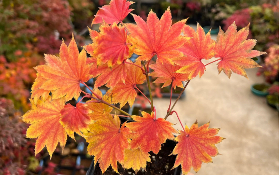 终于体验了金隐秋色!