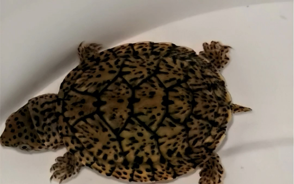 收官了今年 收获了五个巨头苗#巨头蛋龟_哔哩哔哩_bilibili