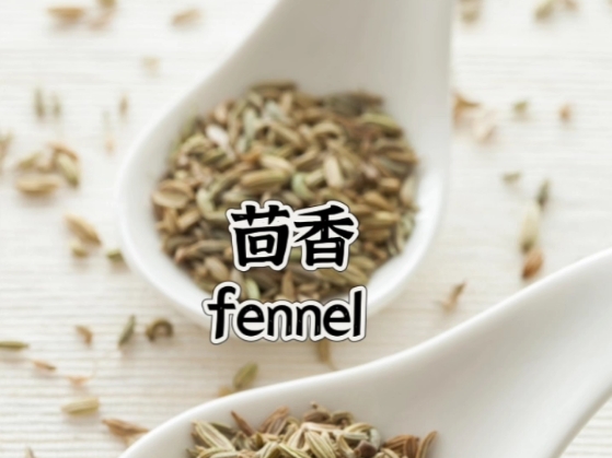 每天一个英文单词—fennel哔哩哔哩bilibili