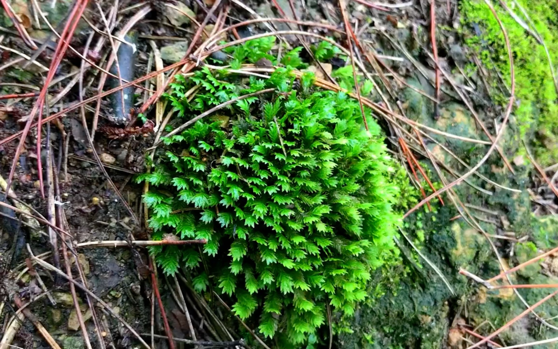 好看的苔藓想采回家又舍不得,那种纠结谁懂啊