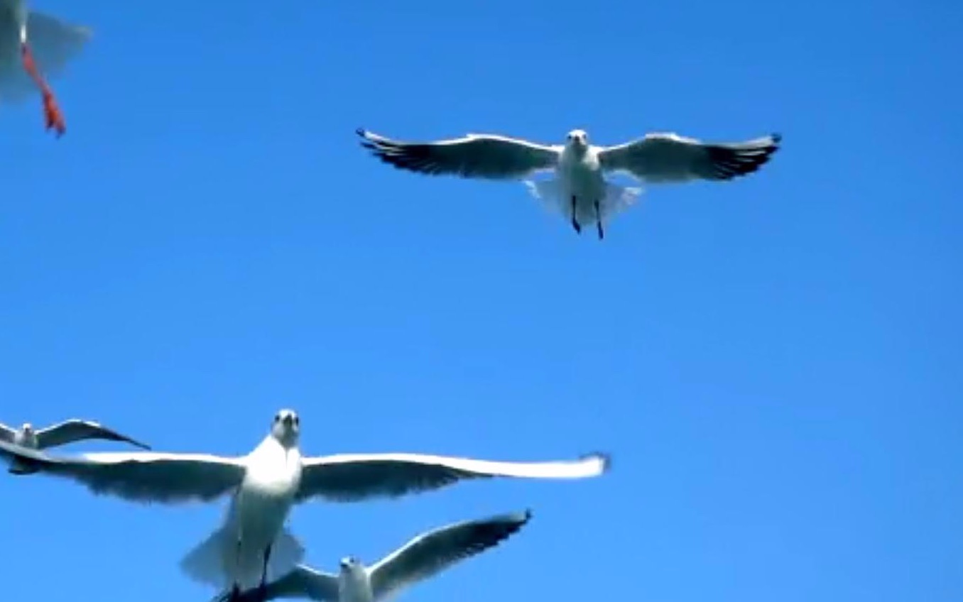 [图]海鸥飞翔治愈风