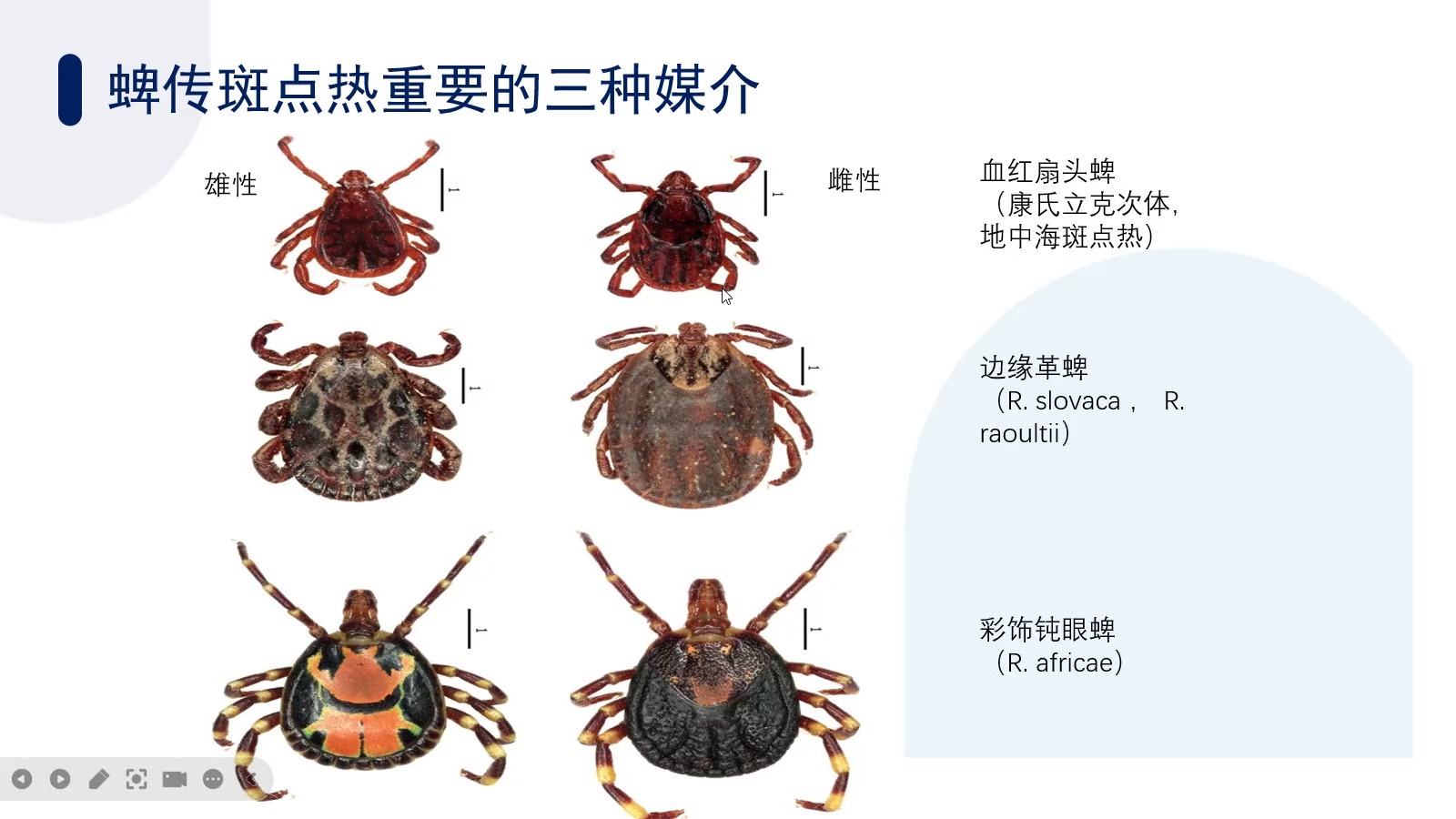蜱传斑点热与恙虫病