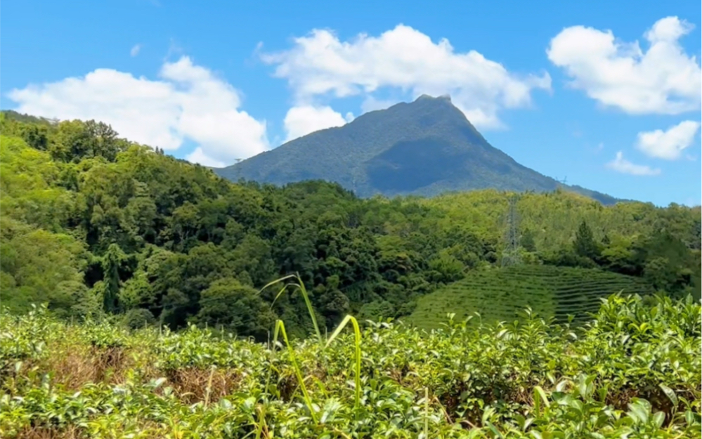 五指山茶园踏青,原来在五指山的水满乡,也种植着大叶茶,红茶醇厚,绿茶