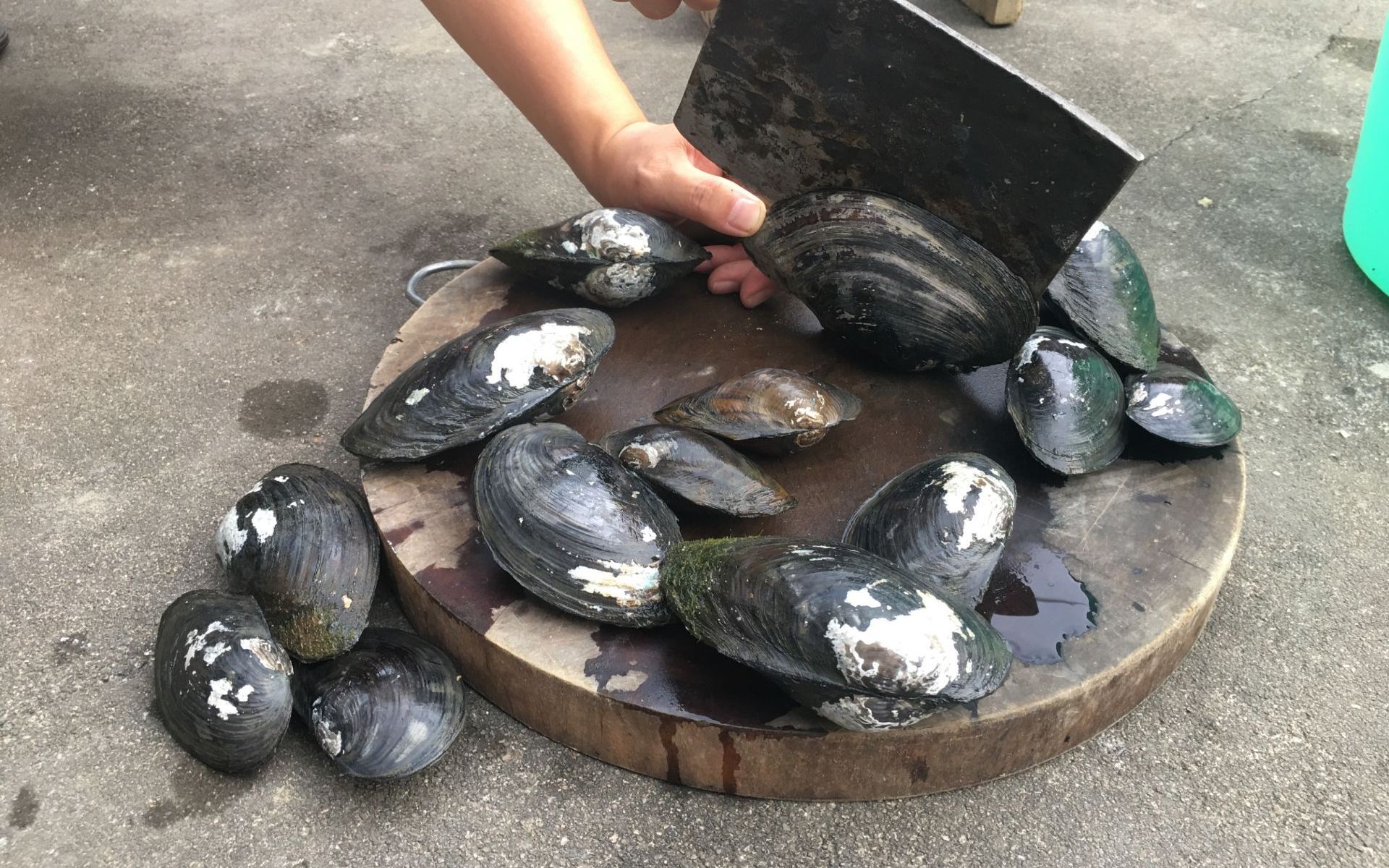 鱼塘里养了10年的大河蚌,听说里面有珍珠,小伙切开后"惊喜"了