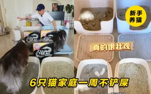 猫砂测评 | 6只猫强忍一周不铲屎它抗住了！家里真的不臭，这款猫砂有点东西