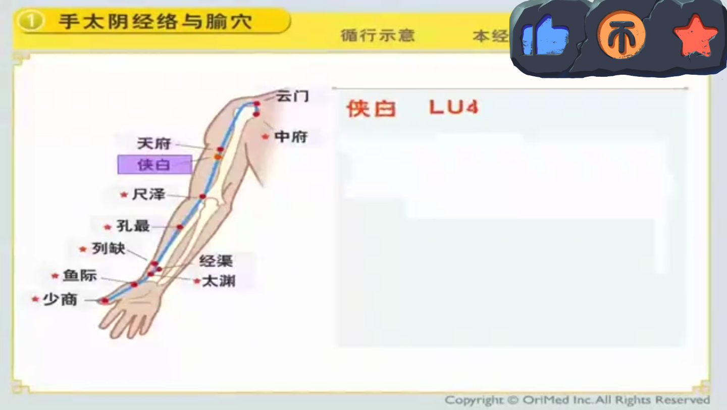 4.俠白～手太陰肺經