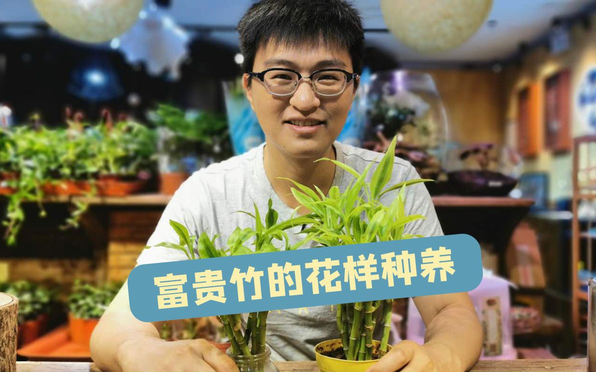 植物大表哥 | 富贵竹的花样种养,你知道吗?哔哩哔哩bilibili