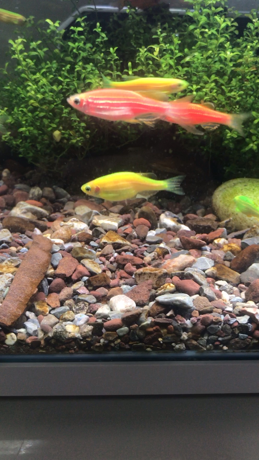 我这斑马鱼是怀孕了还是吃多了求大佬解答谢