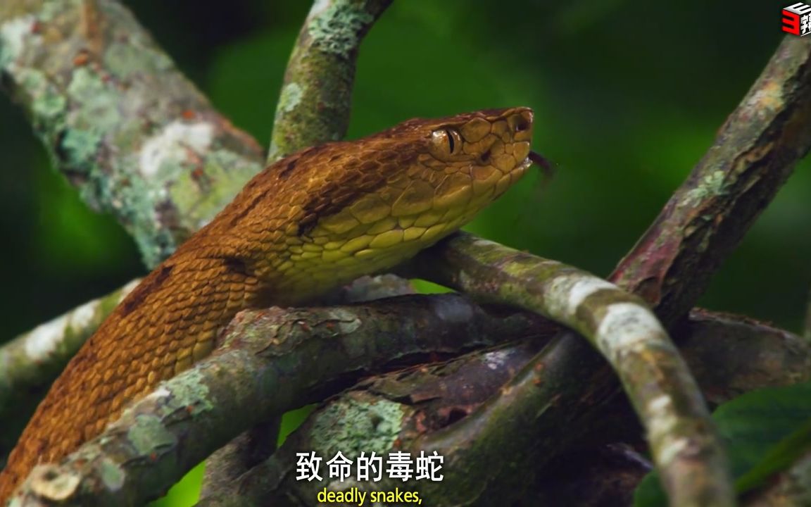 简中英字幕-3e字幕组