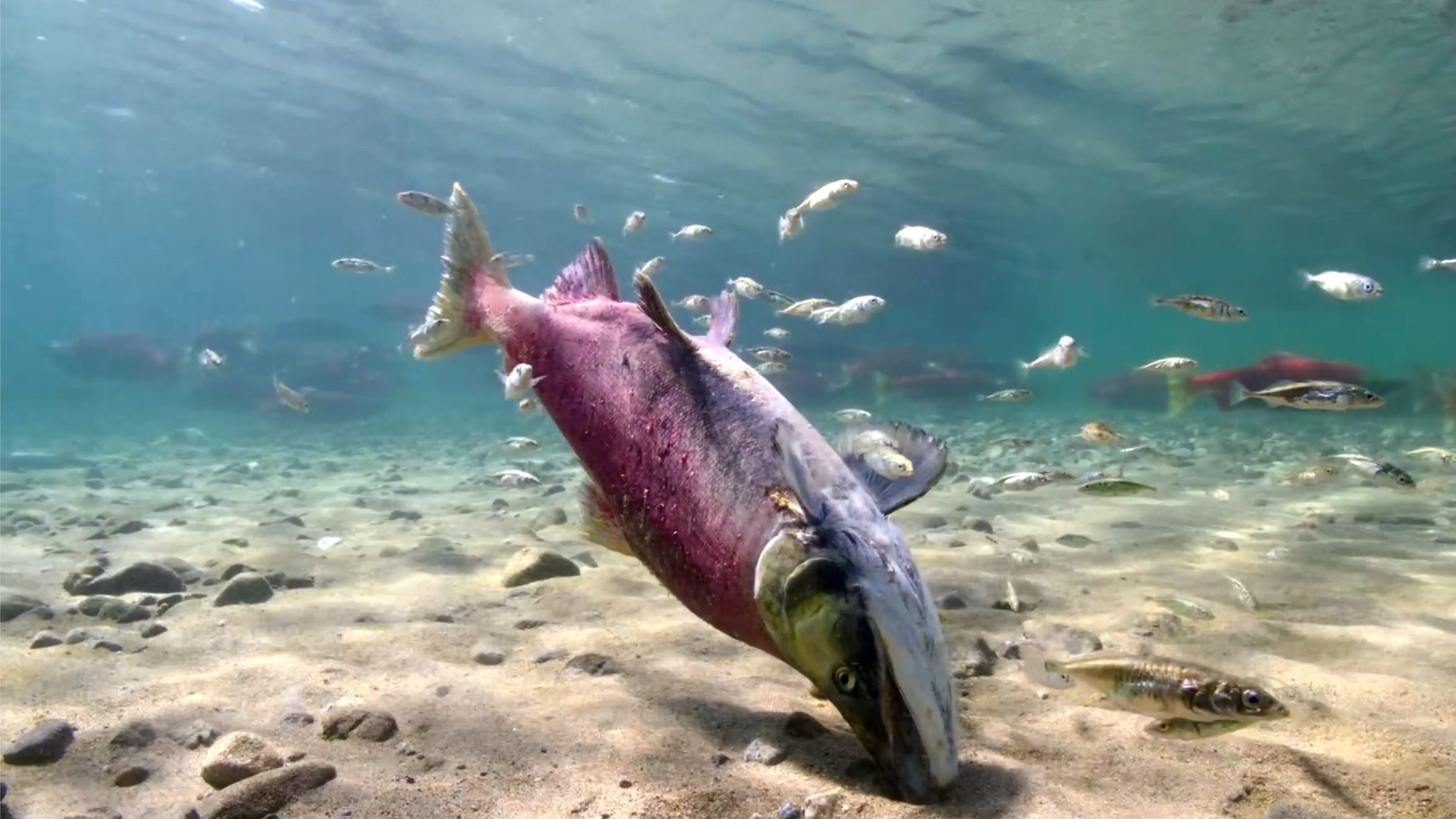 《向死而生》鲑鱼洄游 一趟有去无回的单程路