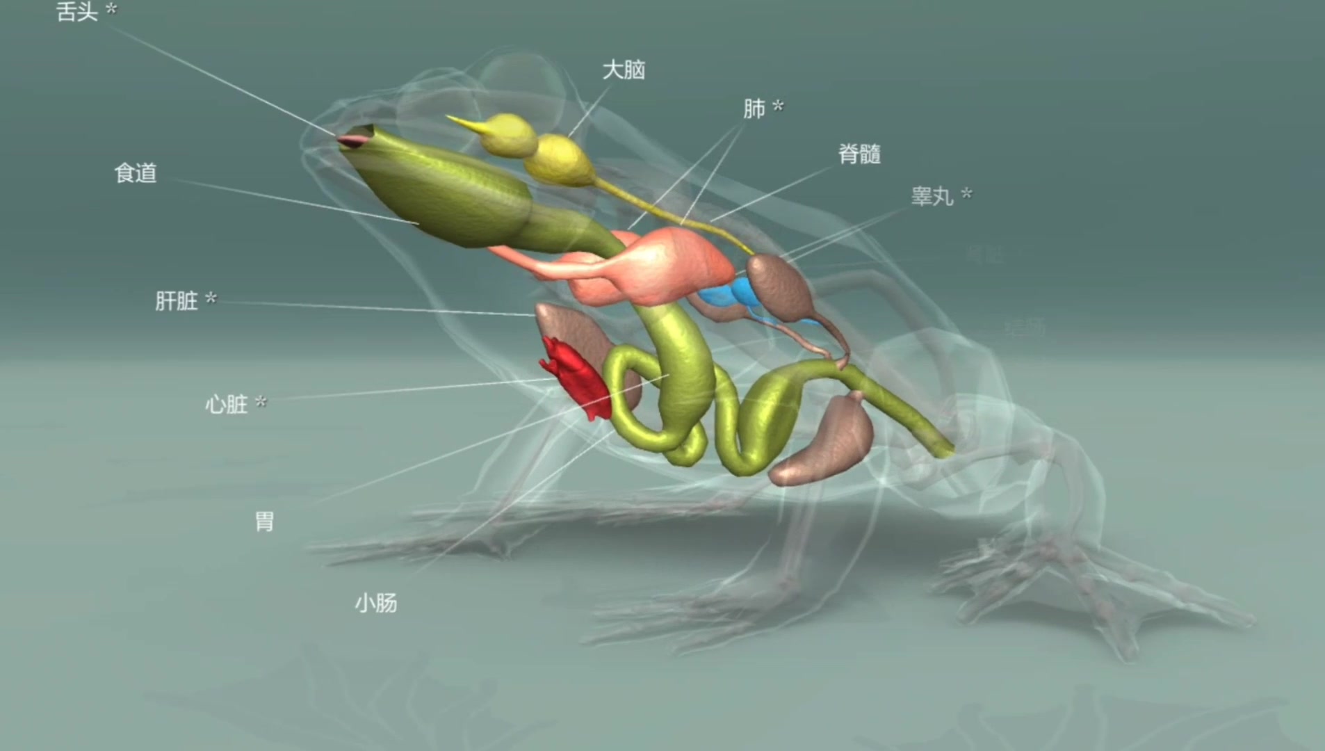 青蛙的运动器官图片