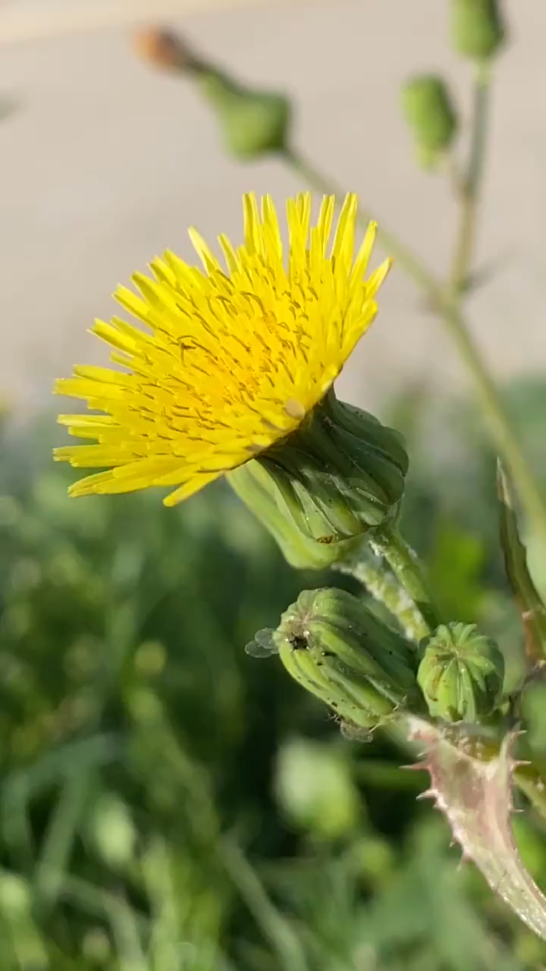 [图]夏日的花🌺，到处都充满生命的气息