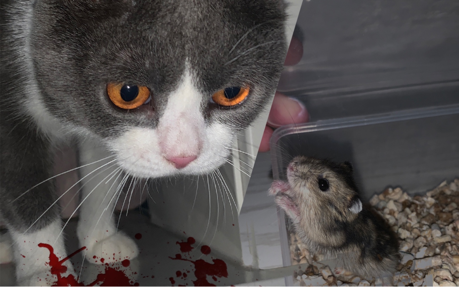 猫猫活吃仓鼠(慎入)_哔哩哔哩_bilibili