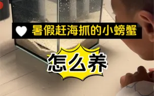 Télécharger la video: 暑假带孩子去海边玩，赶海抓的小螃蟹怎么养？