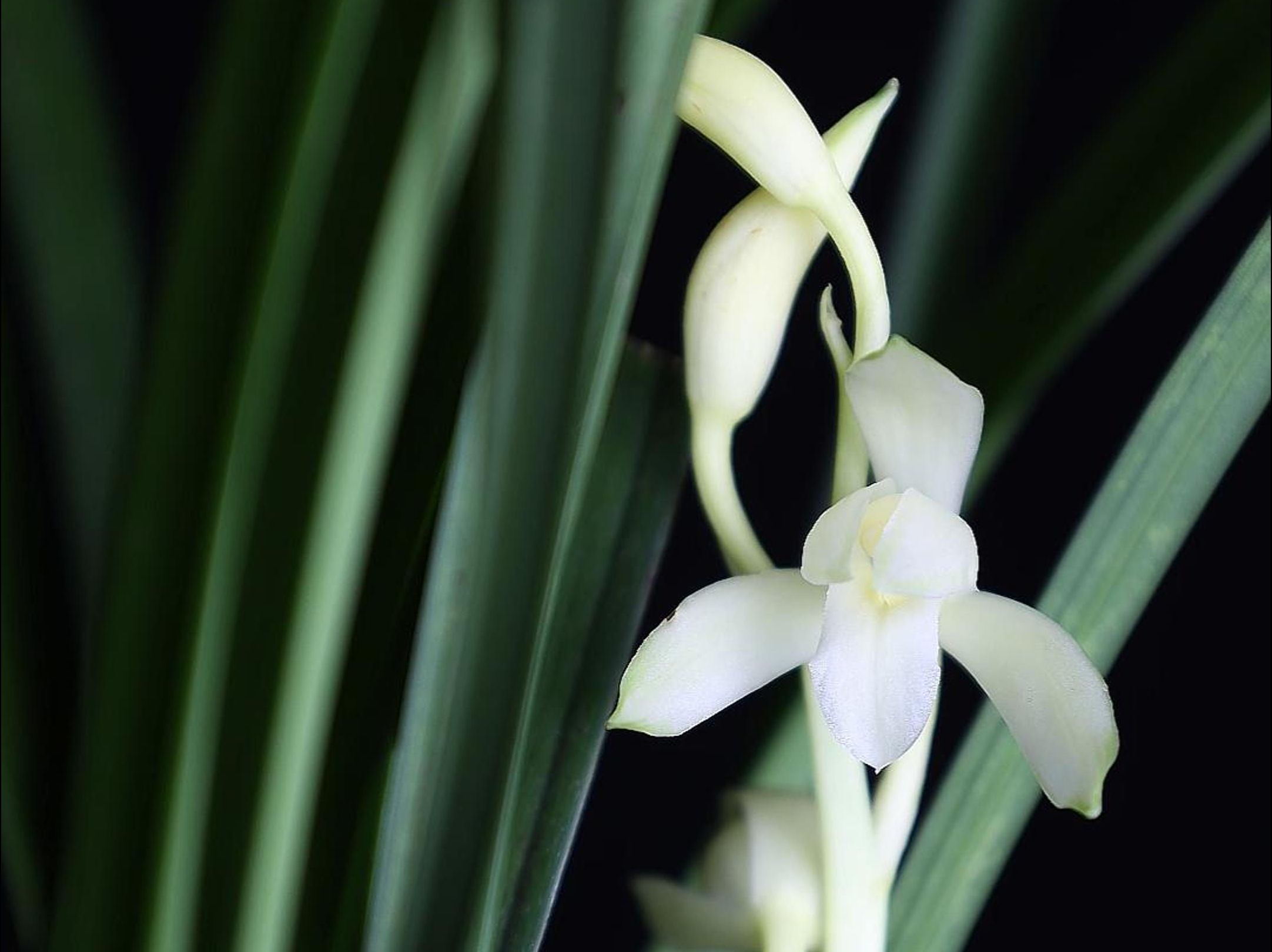 「 我在桐庐种兰花 」建兰青山玉泉开花过程