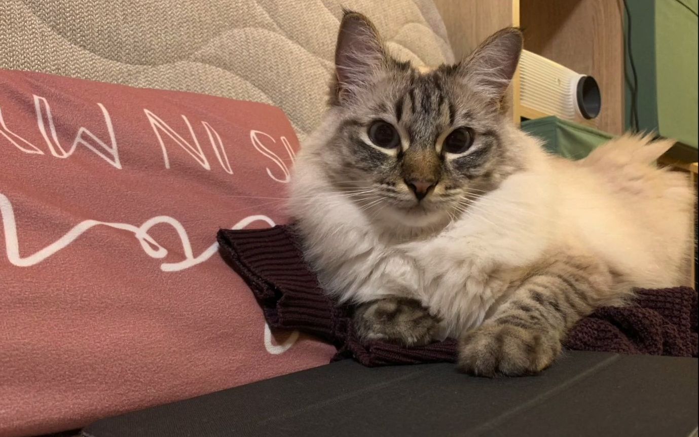 糊糊大战 peppy cat