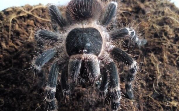 [开箱视频]新手处女作,开箱火玫瑰幼体.