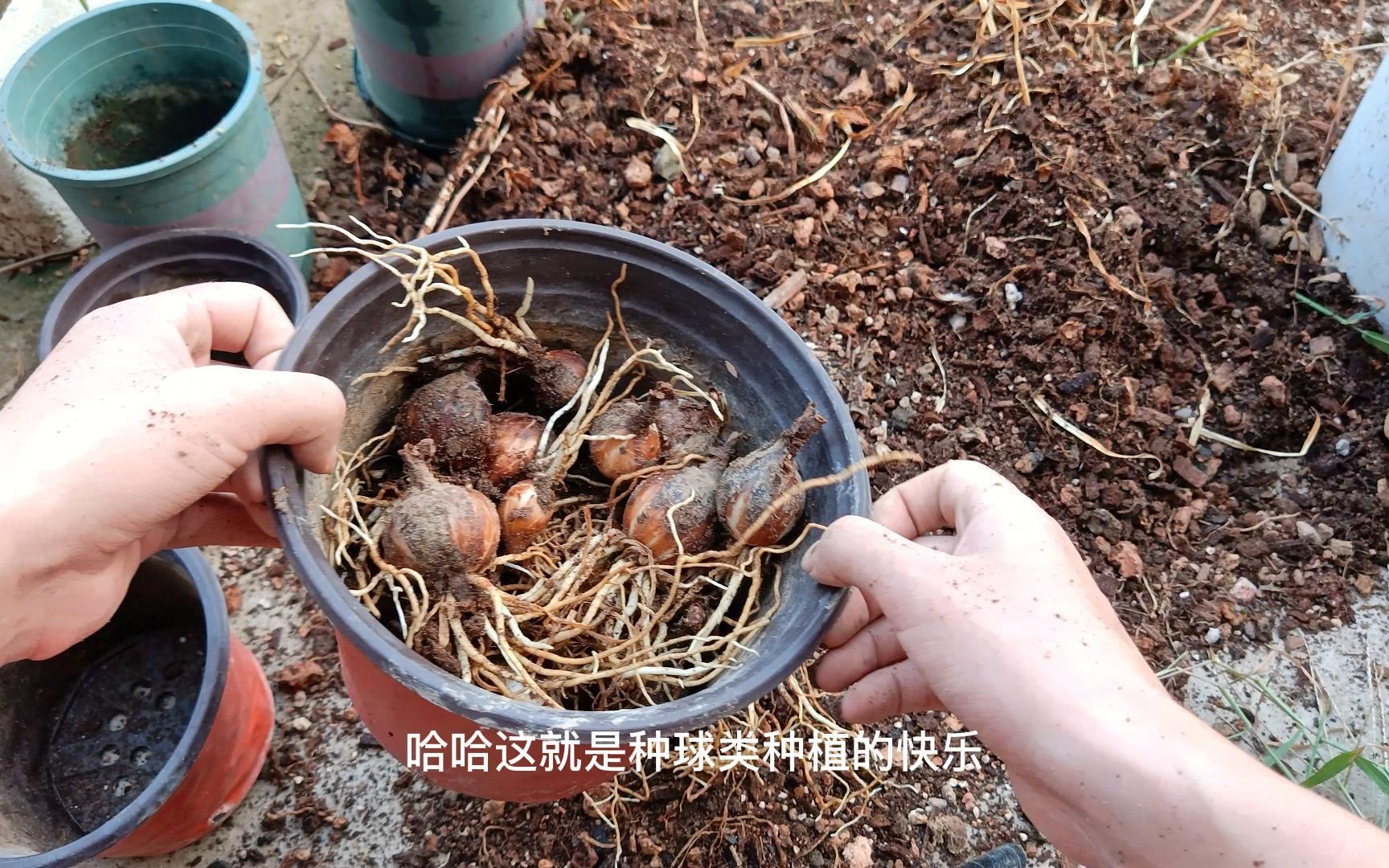 [图]种球季节要开始了，家里的存货够了吗？收获的喜悦只有种球类能给