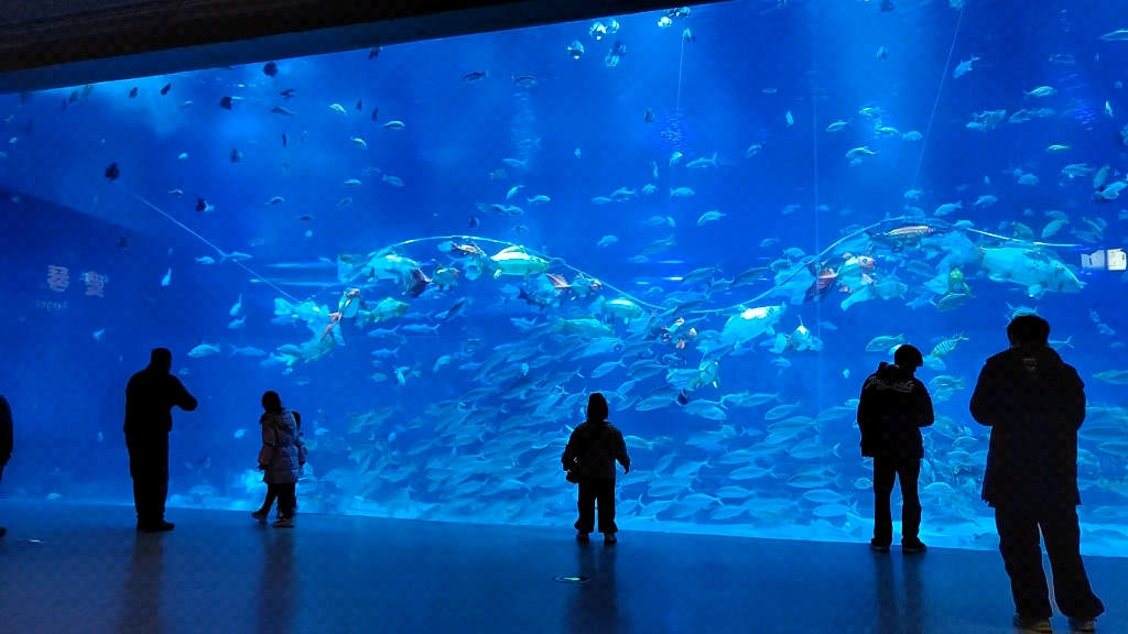 重庆汉海海洋馆图片图片