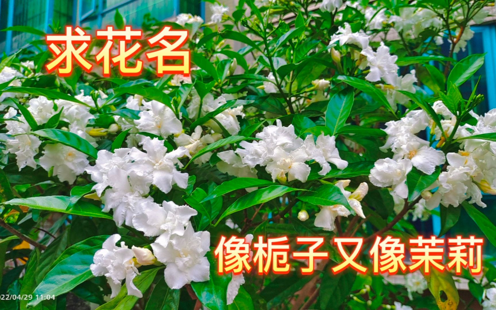 [图]求花名！像栀子又像茉莉，开花勤花量大，花色洁白、有淡淡的清香