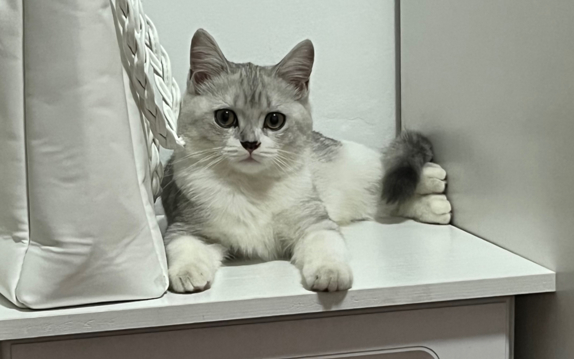 未见其猫先闻其喵