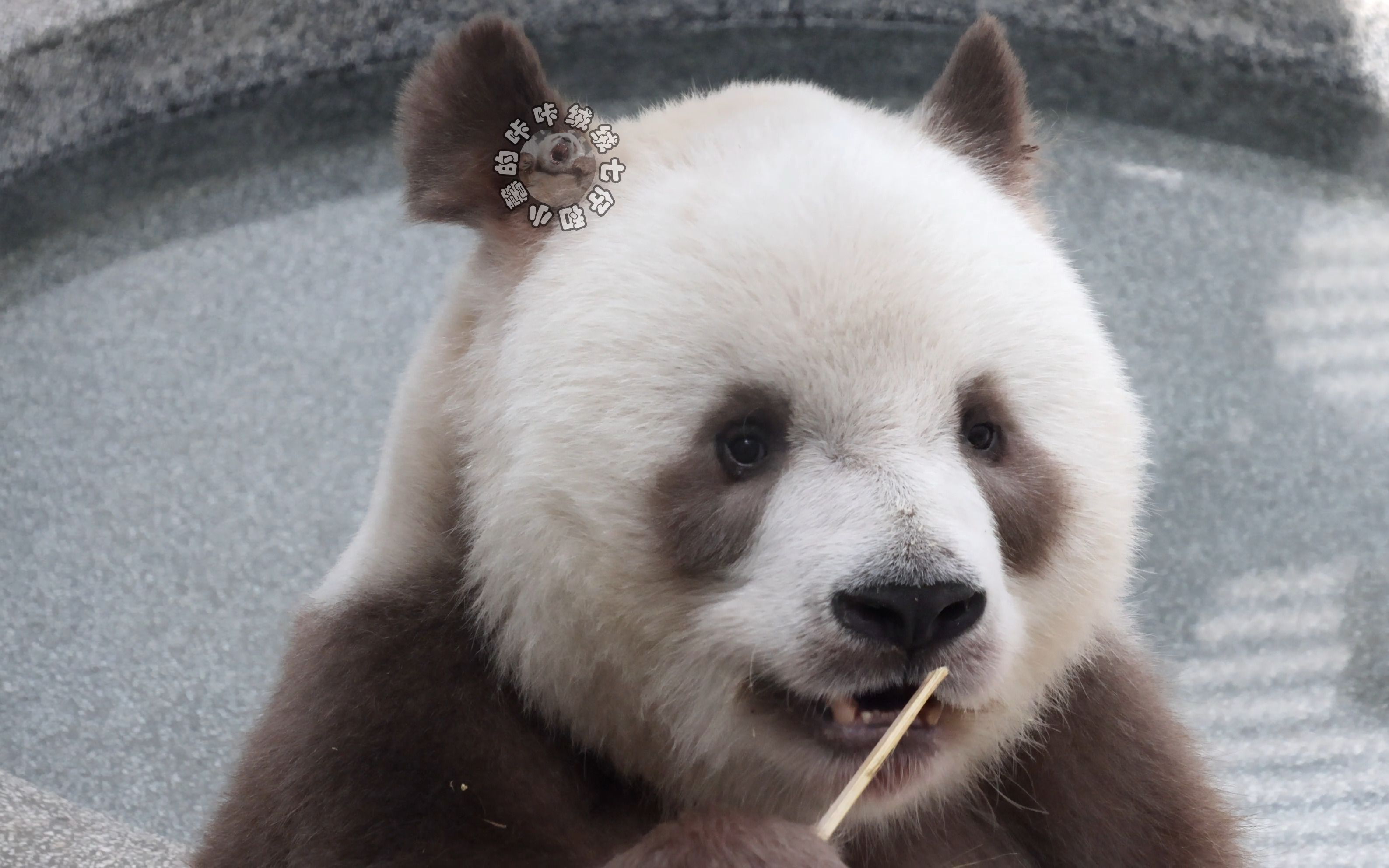 大熊猫七仔小时候图片